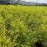 黄金香柳1米～1.3米，现货低价出售