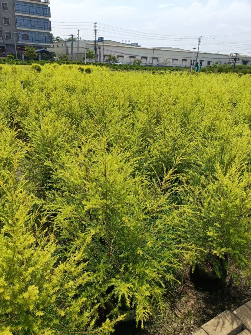 黄金香柳1米～1.3米，现货低价出售