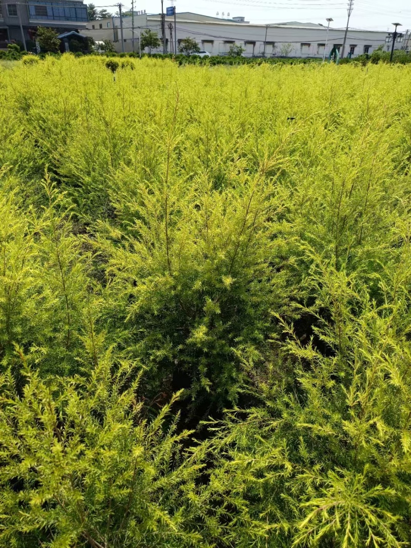 黄金香柳1米～1.3米，现货低价出售