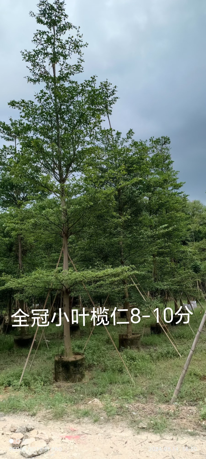 小叶榄仁8-16公分现货