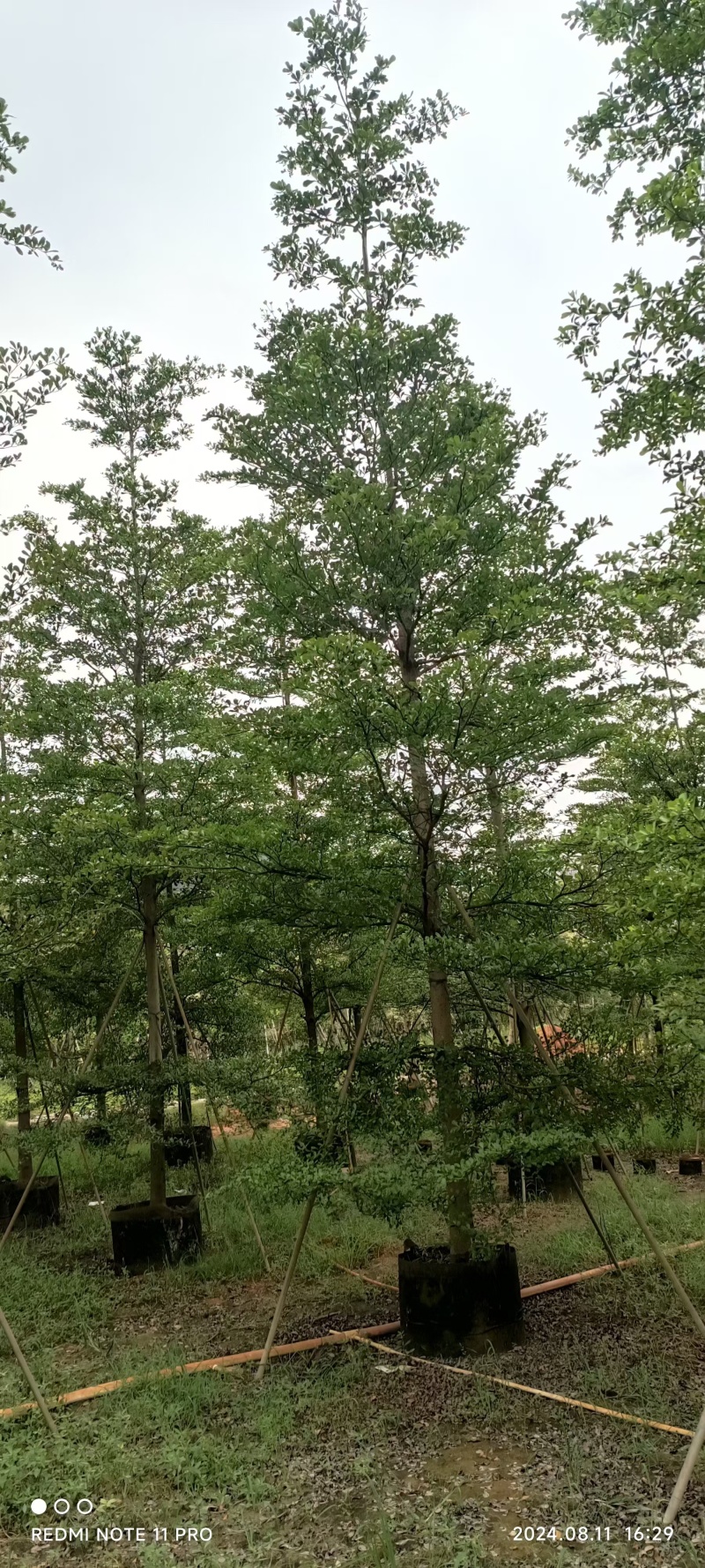 小叶榄仁8-16公分现货
