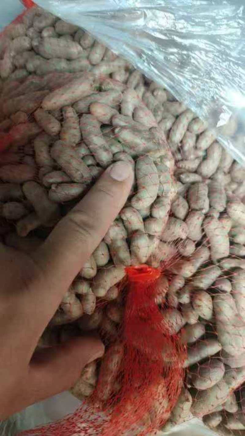 河北精品白山药豆山药大豆特大豆中豆小豆欢迎来电