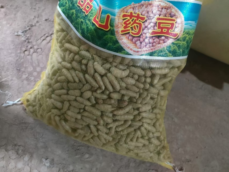 河北精品白山药豆山药大豆特大豆中豆小豆欢迎来电