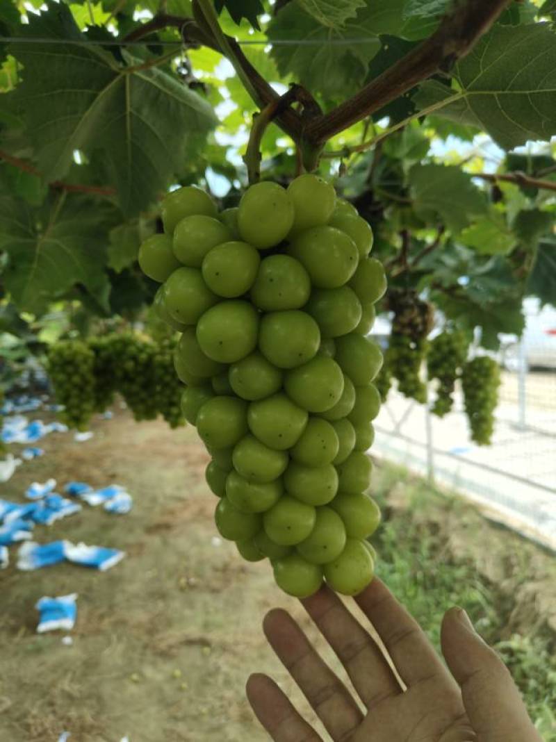 新鲜阳光玫瑰，万亩基地，现采现发，对接全国各大商超