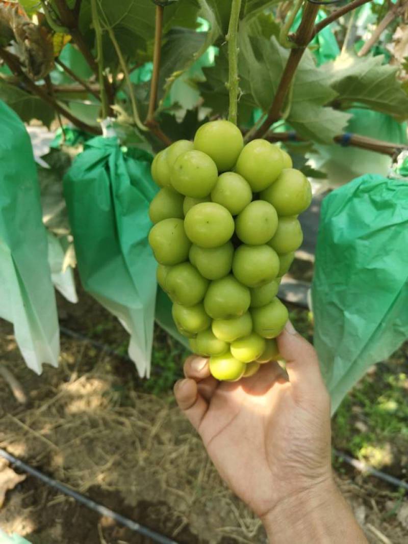 新鲜阳光玫瑰，万亩基地，现采现发，对接全国各大商超