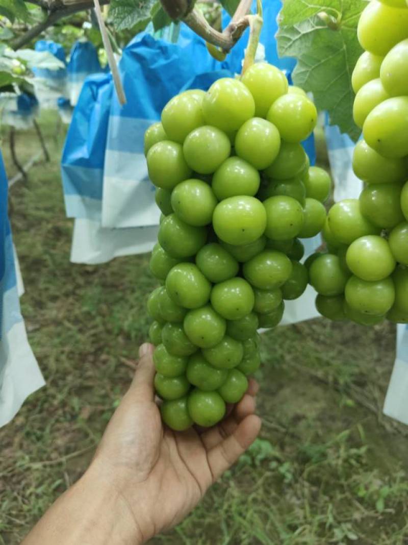 新鲜阳光玫瑰，万亩基地，现采现发，对接全国各大商超