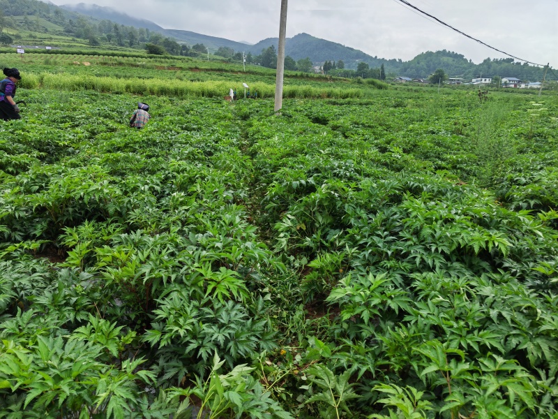 需要的请联系