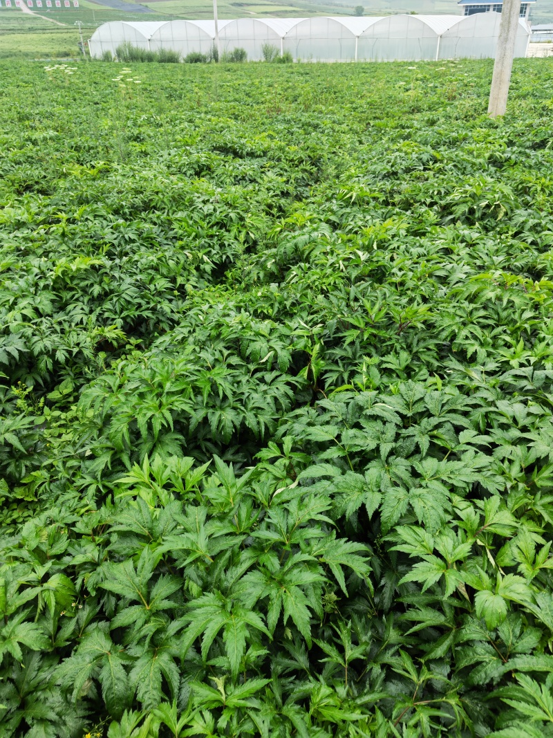 需要的请联系