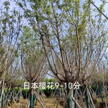 日本樱花9公分～10公分现货