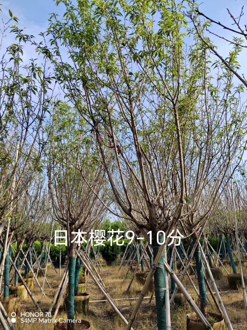 日本樱花9公分～10公分现货