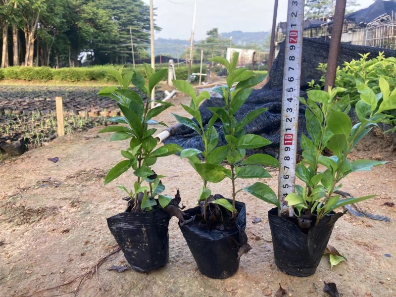 5斤袋黄金叶低价出售