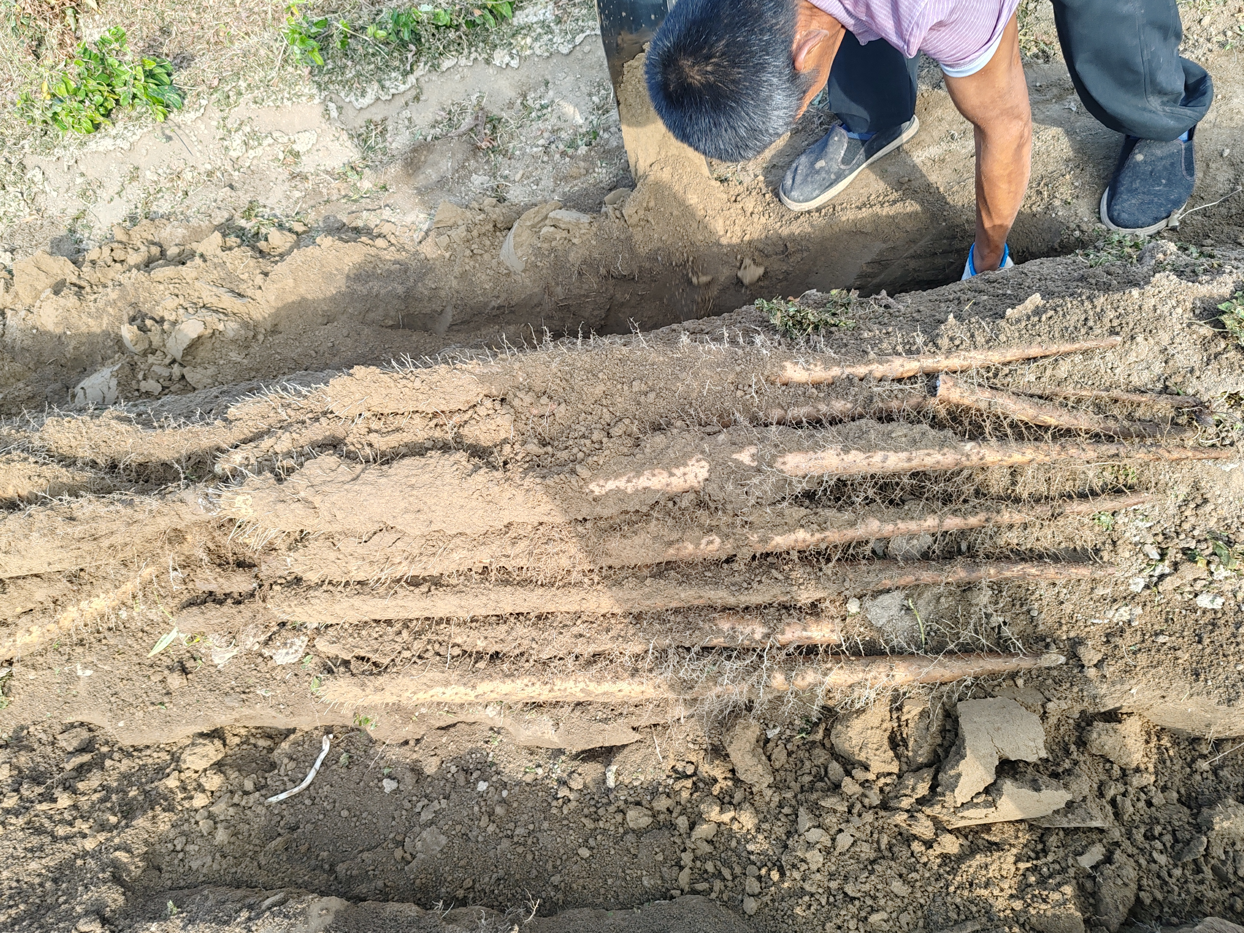 山药追肥操作示意图