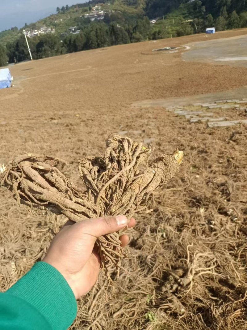需要的请联系