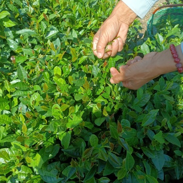 日照秋茶供应产地直发可视频看货