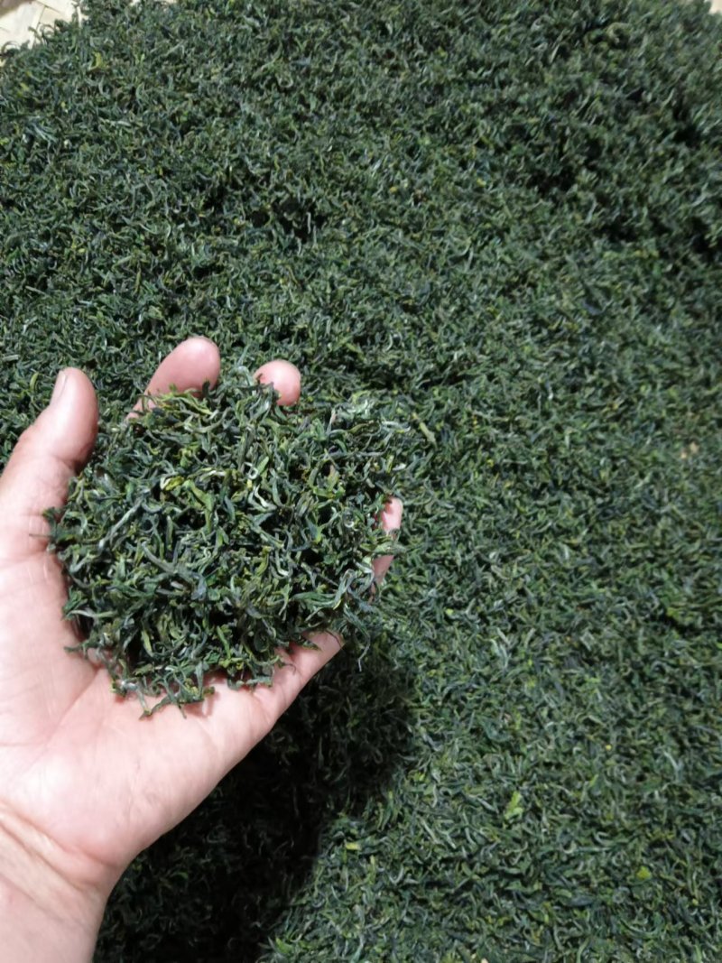 日照秋茶供应产地直发可视频看货