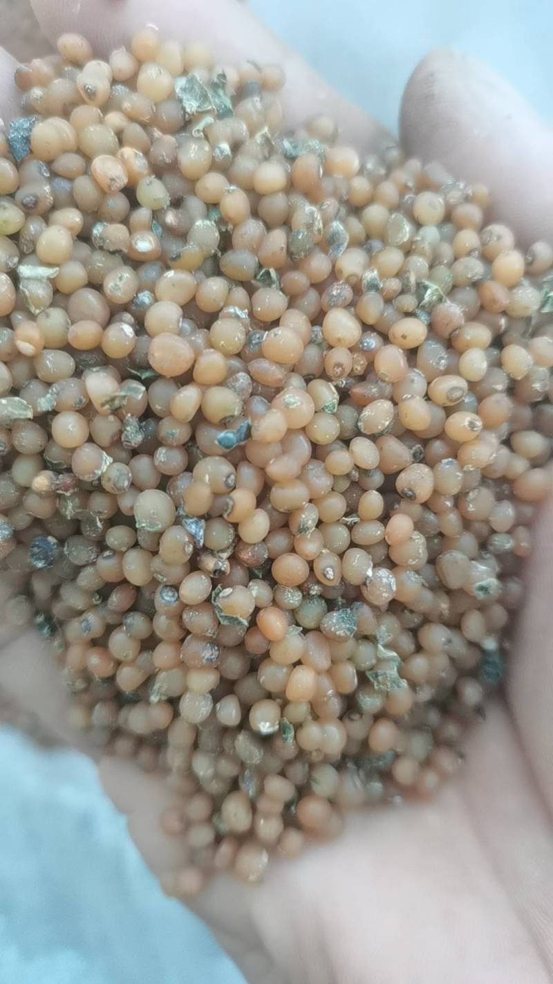 黄精种子，鸡头黄精种子