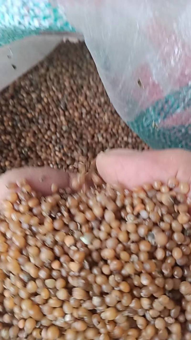 黄精种子，鸡头黄精种子