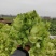永城精品儿菜大量上市，对接各大市场电商酱菜厂