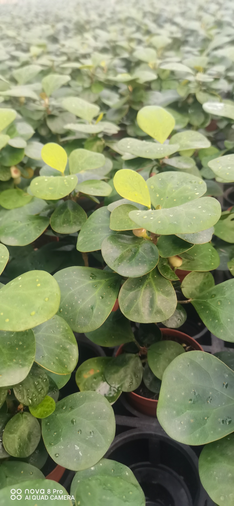 小潘菩提小苗。