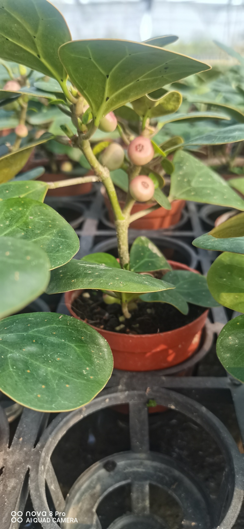 小潘菩提小苗。