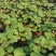 小潘菩提小苗。