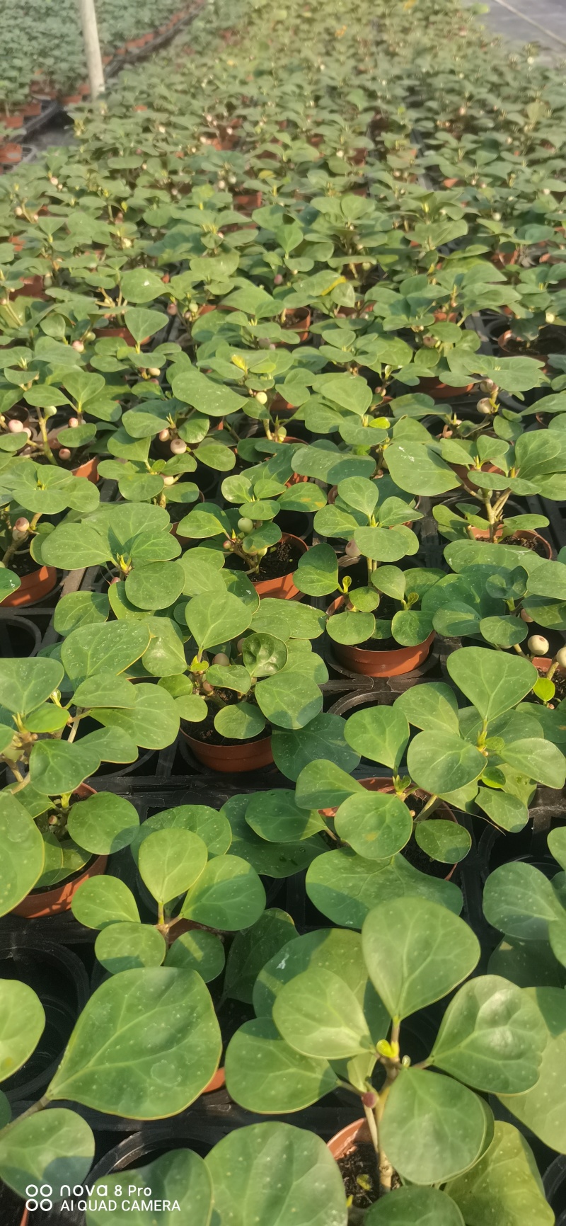 小潘菩提小苗。