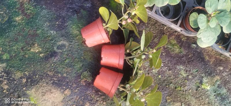 小潘菩提小苗。