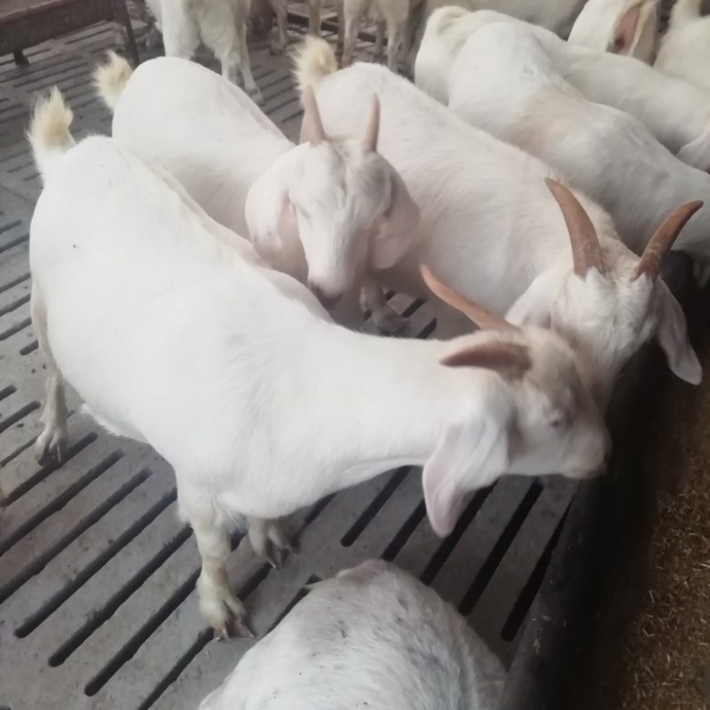美国大白山羊，长势快，好饲养，种羊繁殖能力好，多胎