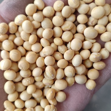 安徽高蛋白黄豆，蛋白43左右出浆率高，适合各种豆制品厂。