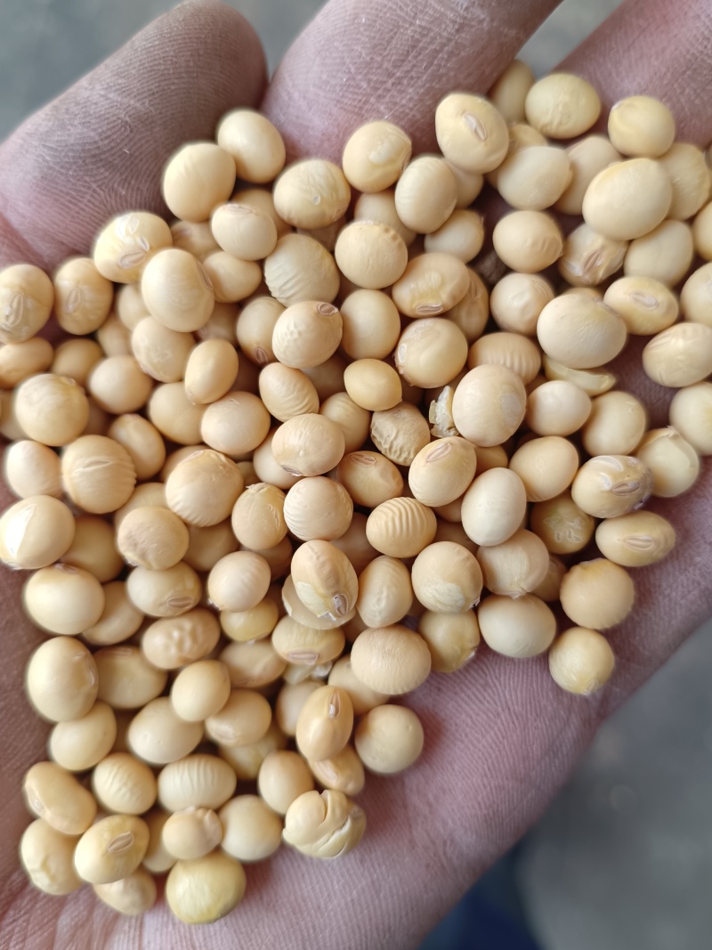 安徽高蛋白黄豆，蛋白43左右出浆率高，适合各种豆制品厂。