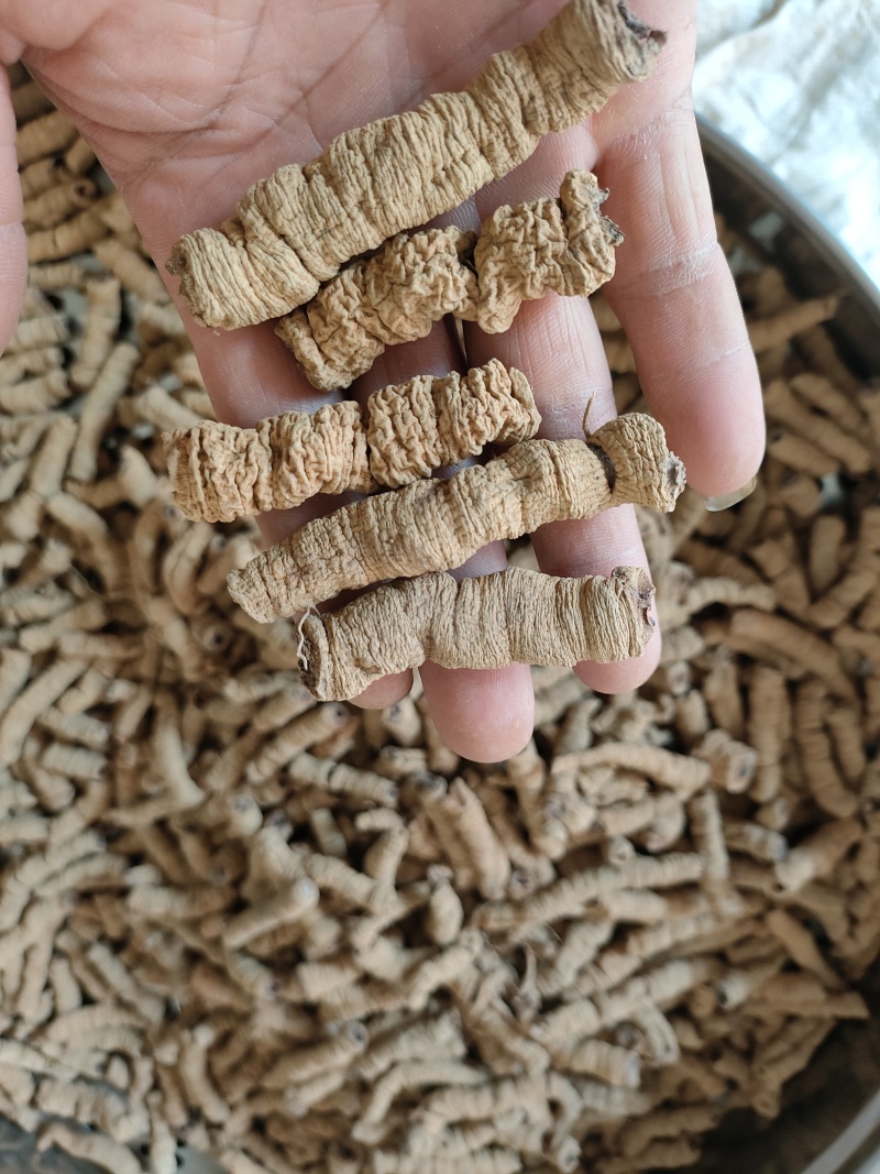 巴戟天《精选特大》巴戟天干货，产地直供质量保证，全国包邮