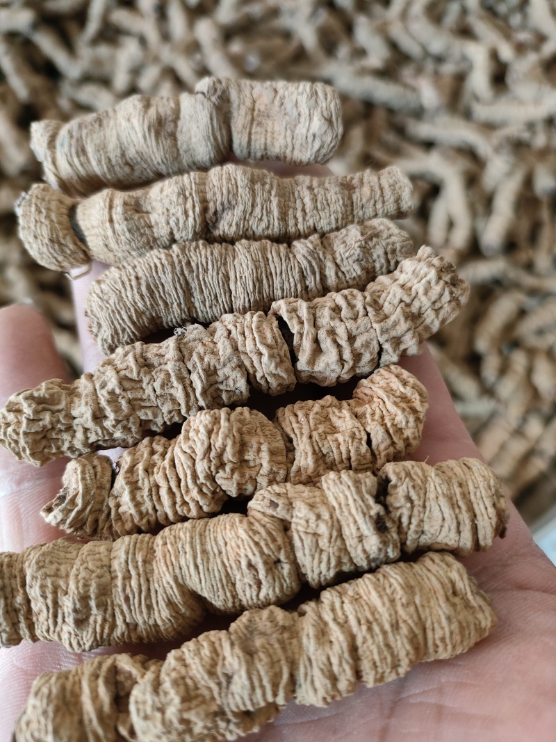 巴戟天《精选特大》巴戟天干货，产地直供质量保证，全国包邮
