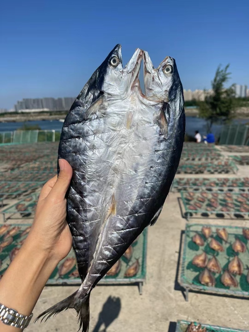 鲅鱼干