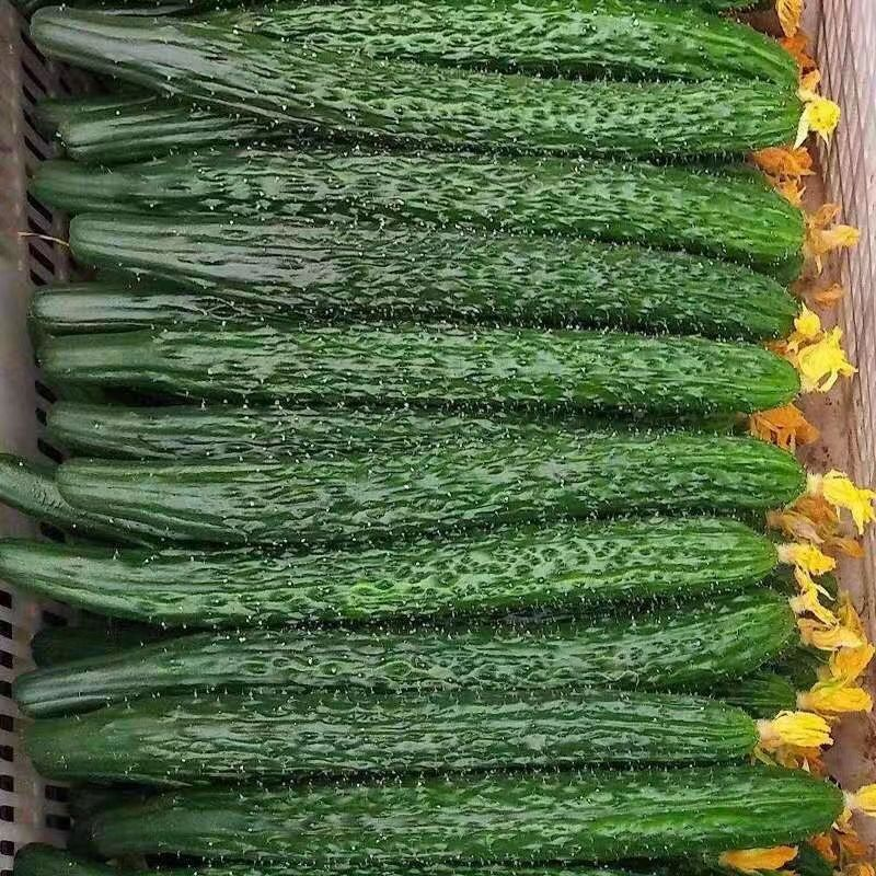 黄瓜密刺黄瓜广东徐闻黄瓜现摘现发对接全国市场等