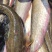 大口鲶鱼南方无油大口鲶肉质细腻味道鲜美