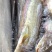 大口鲶鱼南方无油大口鲶肉质细腻味道鲜美