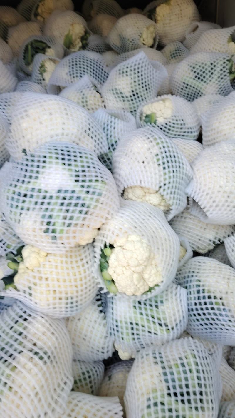 花菜松花菜河南开封发货一手货源全国发货
