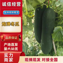 黑皮冬瓜精品大量黑皮冬瓜上市产地直发价格低