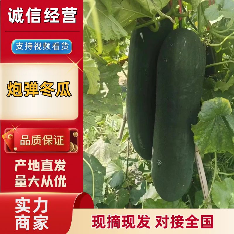 黑皮冬瓜精品大量黑皮冬瓜上市产地直发价格低