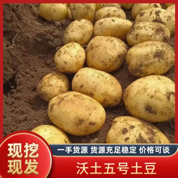 产地大量土豆黄心土豆质量保证价格低欢迎洽谈
