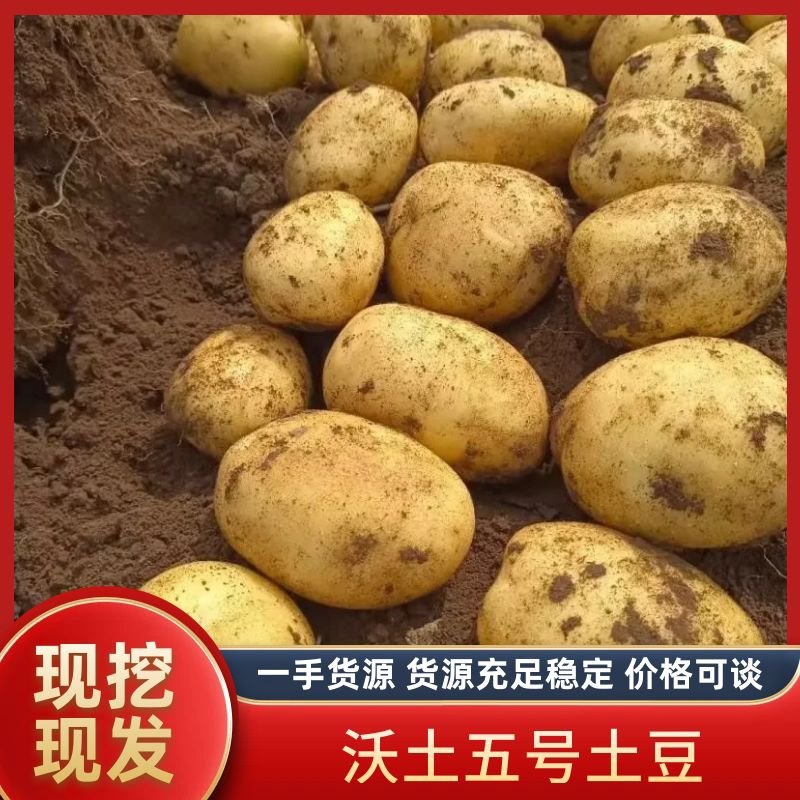 产地大量土豆黄心土豆质量保证价格低欢迎洽谈