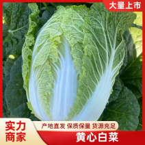 精品黄心白菜鲜白菜基地直发价格便宜质量好