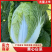 精品黄心白菜鲜白菜基地直发价格便宜质量好