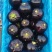精品茄子基地出货