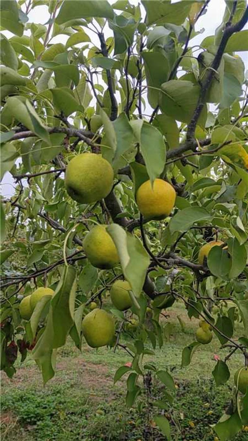 河北精品广梨，细皮，无渣子，口感香甜,大量有货产地直发