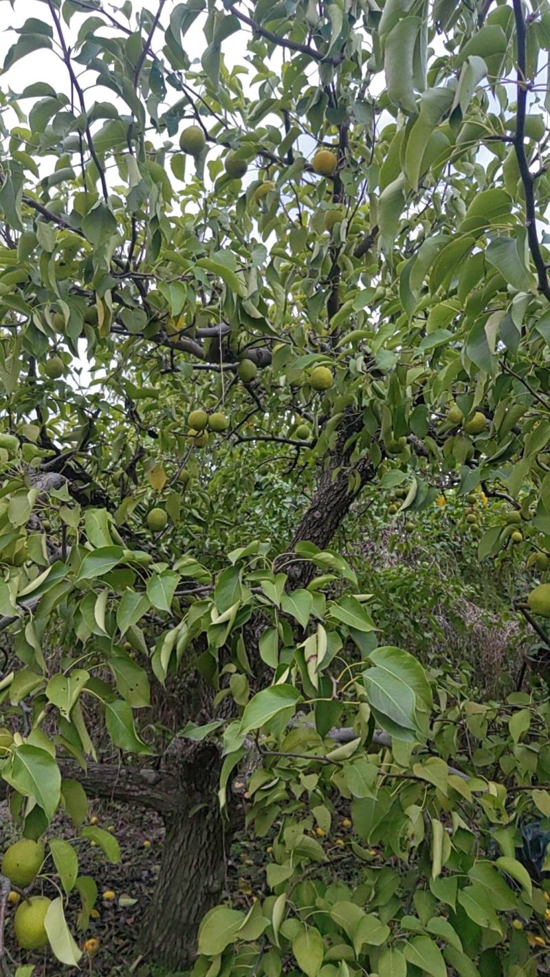 河北精品广梨，细皮，无渣子，口感香甜,大量有货产地直发
