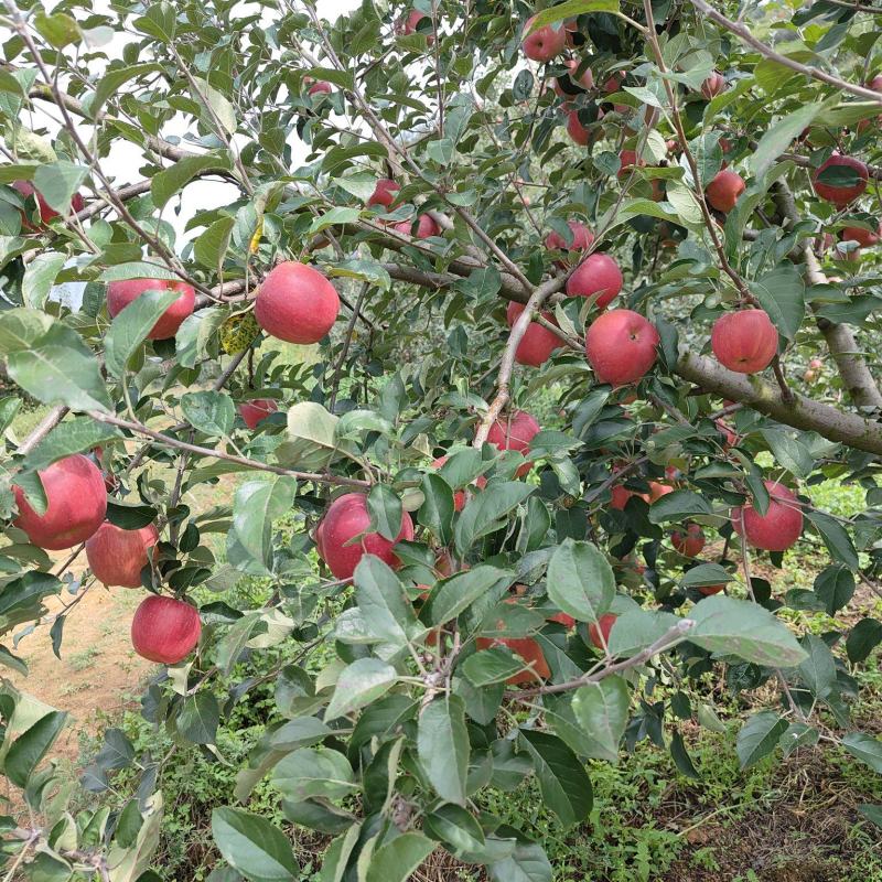 价格代办费有想法找我
