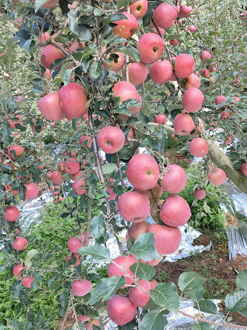 价格代办费有想法找我