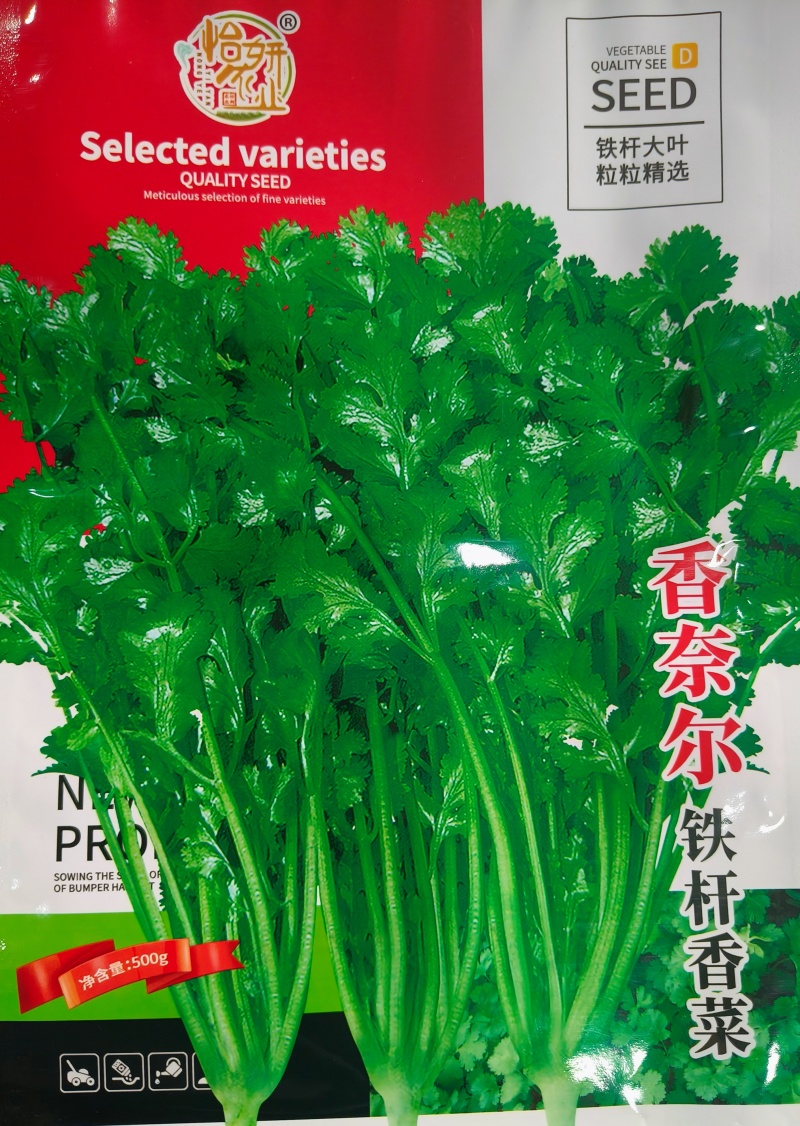 铁杆香菜种子四季香菜芫荽种子耐热耐寒耐抽苔香菜种子
