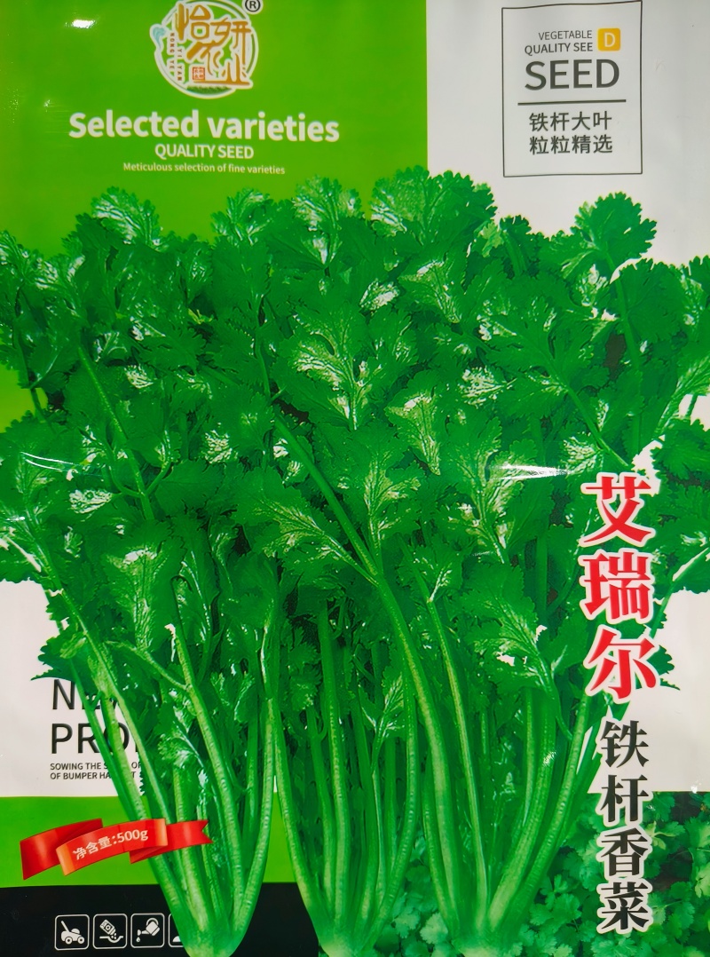 铁杆香菜种子四季香菜芫荽种子耐热耐寒耐抽苔香菜种子